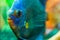 Portrait of a blue tropical Symphysodon discus fish in a fishtank.