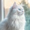 Portrait of a blue Turkish Angora cat sitting in a light room beside a window. Closeup face of a beautiful Turkish Angora cat at