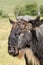 Portrait of a blue wildebeest