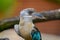 Portrait of blue-winged kookaburra also known as Dacelo leachii
