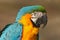 Portrait of blue-and-yellow macaw, Ara ararauna, also known as the blue-and-gold macaw, is a large South American parrot with blue