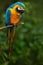 Portrait of blue-and-yellow macaw, Ara ararauna, also known as the blue-and-gold macaw, is a large South American parrot with blue