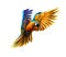 Portrait blue-and-yellow macaw in flight from a splash of watercolor. Ara parrot, Tropical parrot