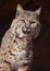 Portrait of bobcat on dark background