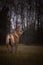 Portrait of boerboel dog, in nature with mystic atmosphere