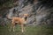 Portrait of Boerboel dog in outdoor museum.