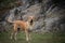 Portrait of Boerboel dog in outdoor museum.