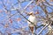 Portrait of Bohemian waxwing bird Bombycilla garrulus sitting on a wild apple tree
