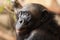 Portrait of a Bonobo monkey