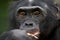 Portrait of bonobos. Close-up. Democratic Republic of Congo. Lola Ya BONOBO National Park.