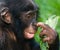 Portrait of bonobos. Close-up. Democratic Republic of Congo. Lola Ya BONOBO National Park.