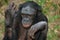 Portrait of bonobos. Close-up. Democratic Republic of Congo. Lola Ya BONOBO National Park.