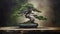 Portrait of a Bonsai Tree