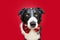 Portrait border collie dog celebrating christmas or valentine`s day wearing a bowtie. Isolated on red background