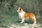 Portrait border collie dog. green park on background
