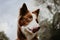 Portrait border collie dog licking its kips on sky background