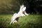 Portrait of a Border Collie dog playing with a flying disc in a field