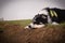 Portrait of border collie on the field.