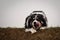 Portrait of border collie on the field.