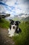 Portrait of border collie is lying in austria nature