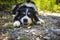 Portrait of border collie is lying in austria nature