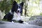 Portrait of a border collie puppy relaxing among rocks