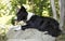 Portrait of a border collie puppy relaxing among rocks