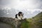 Portrait of border collie on stone under the glossglockner.