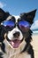 Portrait of a border collie using sunglasses at the beach