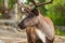 Portrait of Boreal woodland caribou