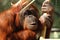 Portrait of a Bornean Orangutan