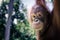 Portrait of a Bornean orangutan 