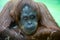 Portrait Bornean orangutan, Pongo pygmaeus, pensive look. Fauna, mammals, primates