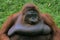 portrait bornean orangutan in zoo