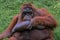 portrait bornean orangutan in zoo