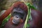 portrait bornean orangutan in zoo