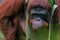 portrait bornean orangutan in zoo