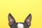 Portrait of a Boston Terrier dog with big ears looking up against a yellow background.