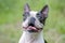 Portrait of Boston Terrier dog with tongue and smile on the background of green nature.