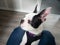 Portrait of a Boston Terrier Puppy with its head in profile and distictive ears pointing upwards. The dog in comfy between the