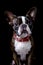 Portrait boston terrier pure breed black background closeup