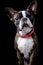 Portrait boston terrier pure breed black background closeup looking at camera