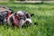 Portrait boston terrier pure breed resting in garden