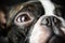 Portrait boston terrier pure breed soft dark background closeup