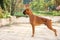 Portrait boxer dog. green park on background