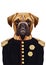 Portrait of Boxer Dog in military uniform.