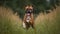 Portrait of a boxer dog standing in a field of tall grass