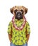 Portrait of Boxer Dog in a summer shirt with Hawaiian Lei.