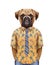 Portrait of Boxer Dog in a summer shirt with tie.