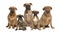 Portrait of boxer dogs against white background